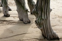 http://www.thierrytalbot.com/files/gimgs/th-13_Elephants 3 .jpg